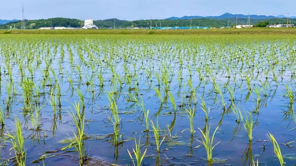 取扱高5.4兆円めざす　米生産の3割集荷、「コスト指標」活用で農家守る　ＪＡ全農が26年度事業計画案