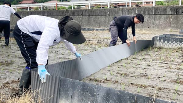 ＪＡ全農ひろしまと広島大学の共同研究　定植作業（主食用米：あきさかり）を実施