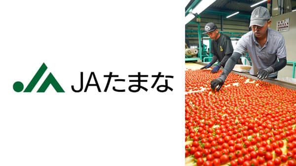 ミニトマトの出荷始まる　ＪＡたまな管内で今季スタート