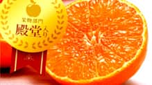 愛媛限定栽培「紅まどんな」予約受付開始　ＪＡ全農えひめ