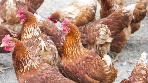 鳥インフル　米国からの生きた家きん、家きん肉等　輸入を一時停止　農水省