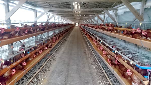 鳥インフルエンザ　新潟で国内3例目