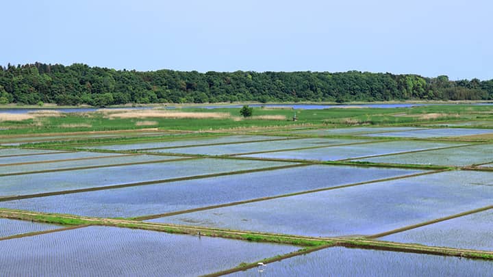 主食用　前年並み意向「28県」　一層の作付け転換を－野上農相