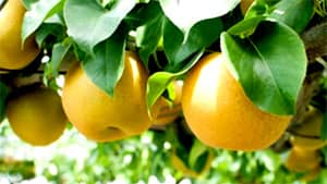 県産果物のPRを開始　「秋の味覚」として
