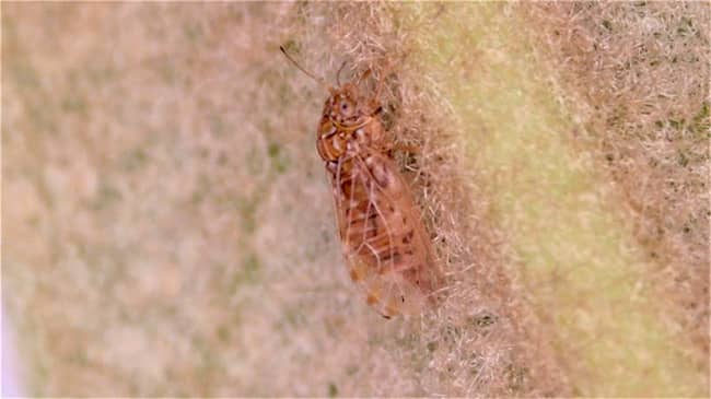 【特殊報】「ビワキジラミ」の発生を県内で初確認　岡山県