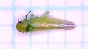 【特殊報】ウメ、モモにヨコバイ科の一種が発生　岡山県