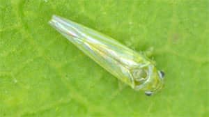 【特殊報】ウメ、モモ等にヨコバイ科の一種を初確認　滋賀県