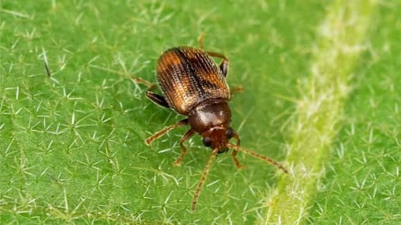 【特殊報】県内で初めてタバコノミハムシを確認　高知県