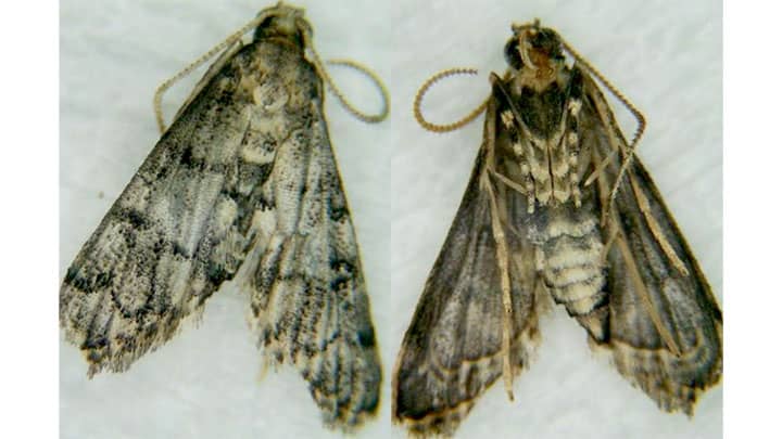 【特殊報】ハイイロホソバノメイガで初のリンドウ被害　福岡県