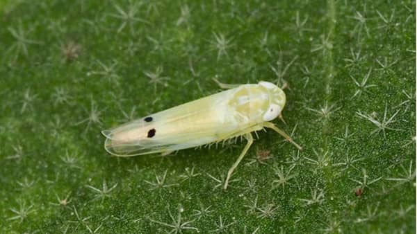 【特殊報】県内で初めてフタテンミドリヒメヨコバイを確認　高知県