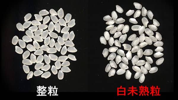 白未熟粒発生率　今世紀半ば20％予測　深刻な温暖化影響－農研機構