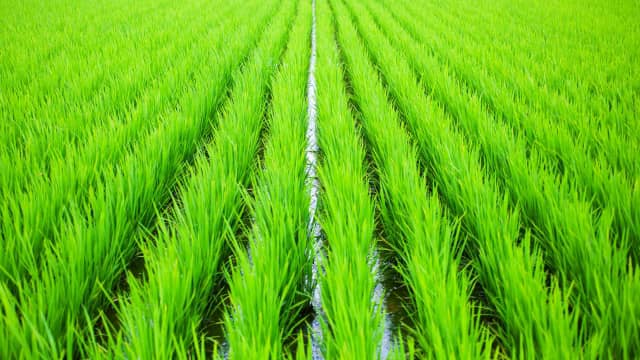 【本紙独自調査】米需給調整　正念場　200ＪＡ米担当者の声【北海道　東北】