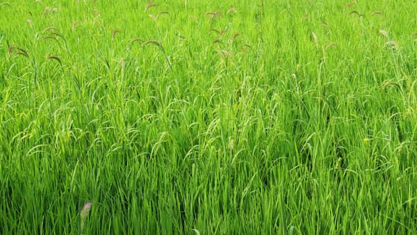 【サステナ防除のすすめ】ＩＰＭ防除の実践（雑草編）基本は"根こそぎ"（1）特殊報は要警戒