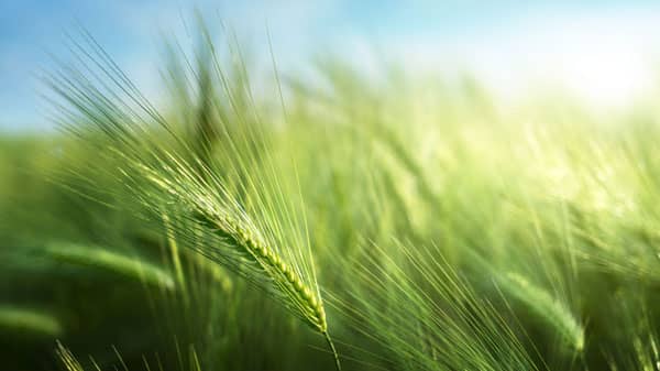 Boortmalt社と気候変動対応農業の促進に向け提携　BASF