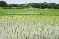 【水稲育苗期と初期防除】予防的初期防除で健全な苗を育成