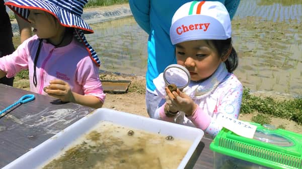 ＪＡ佐久浅間で草取り体験　草も虫も育む豊かな田んぼを体感　パルシステム東京