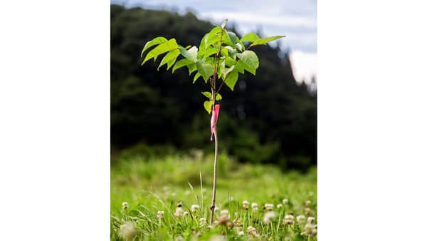 漆の植栽で福島・阿武隈の里山再生へ「阿武隈牛の背ウルシぷろじぇくと」と連携開始　グリーンコープ