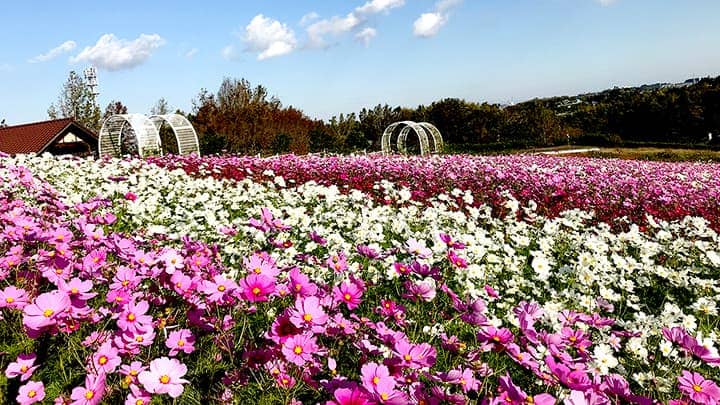 コスモス100万本開花　10月から　堺・緑のミュージアムハーベストの丘