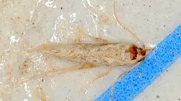 【特殊報】トマトキバガ　県内で初めて発生を確認　岡山県