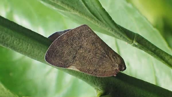 【特殊報】チュウゴクアミガサハゴロモ　県内の果樹全般で初確認　山口県