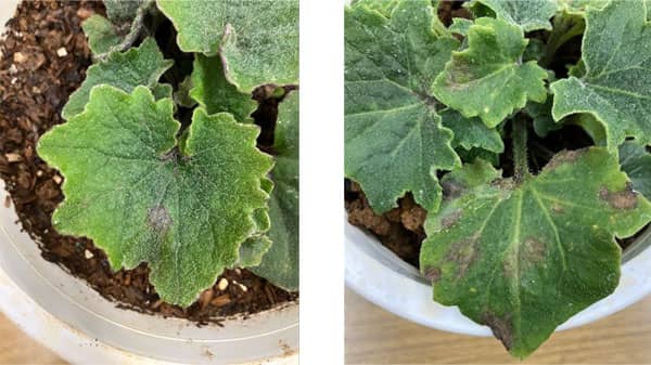 【特殊報】シネラリアにキク茎えそウイルス　発生を初めて確認　神奈川県