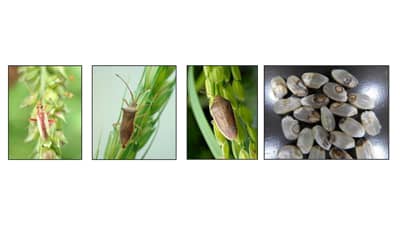 【注意報】平年の4倍　水稲に斑点米カメムシ類　県内全域で多発のおそれ　滋賀県