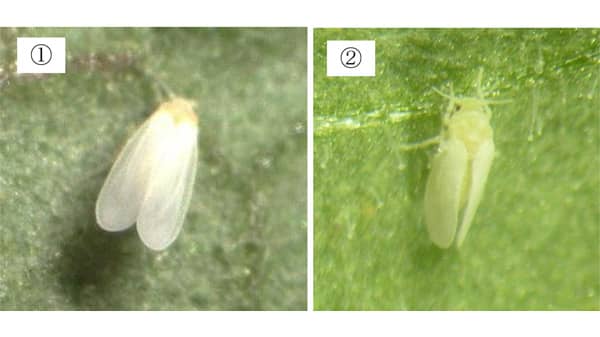 【注意報】野菜類にコナジラミ類　県下全域で多発のおそれ　岐阜県