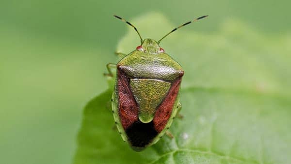 【注意報】かき、なし等に果樹カメムシ類　県内全域で多発に注意　新潟県