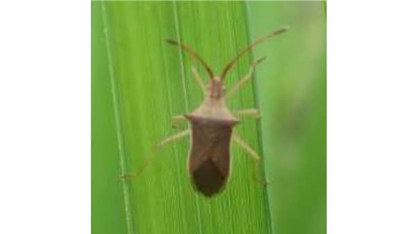 【注意報】早植え水稲・普通期水稲に斑点米カメムシ類　多発に注意　佐賀県