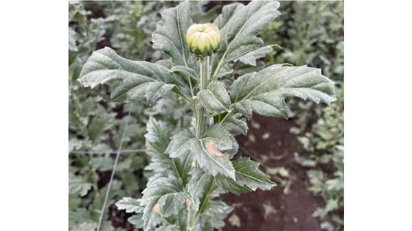【特殊報】キク小斑点病　県内で初めて確認　宮崎県