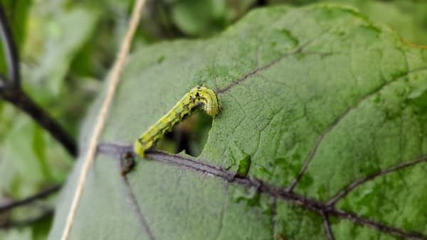 【注意報】野菜類にハスモンヨトウなどチョウ目害虫　多発のおそれ　福岡県