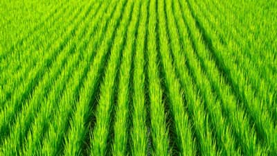 【注意報】イネいもち病　県内全域で多発のおそれ　滋賀県