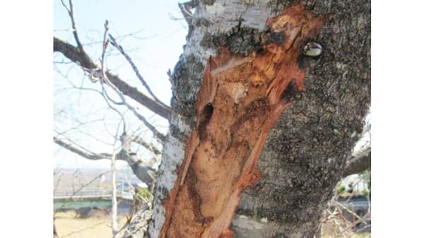 【特殊報】サクラにクビアカツヤカミキリ　県内で初めて発生を確認　岐阜県