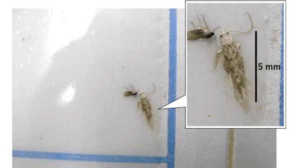 【特殊報】トマトキバガ　県内で初めて確認　滋賀県