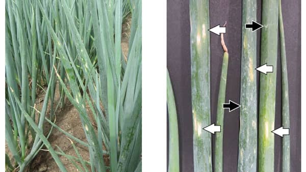 【特殊報】ネギえそ条斑病　県内で初めて発生を確認　岡山県