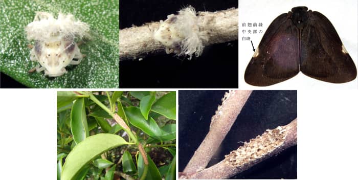 【特殊報】チュウゴクアミガサハゴロモ　県内で初めて確認　神奈川県