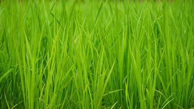 【注意報】早植え、普通期水稲に斑点米カメムシ類　県内全域で多発のおそれ　熊本県