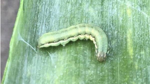 【注意報】ネギにシロイチモジヨトウ　県内全域で多発のおそれ　千葉県