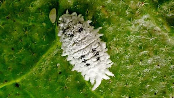 【特殊報】トマト、ナス、ピーマンに"クロテンコナカイガラムシ"県内で初めて確認　滋賀県