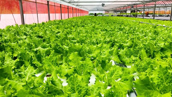高知で「未来型農業」始動　水耕栽培野菜を販売開始　アドインテ
