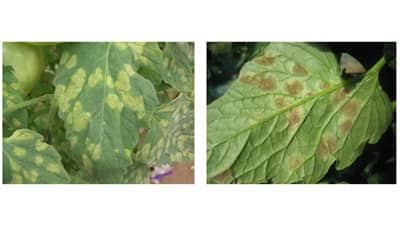【特殊報】トマト葉かび病菌　レース4.9と2.4.9　県内で初めて確認　神奈川県