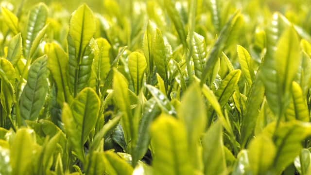 【注意報】茶のカンザワハダニ　寄生虫数・発生葉率が過去10年で最も高く　福岡県