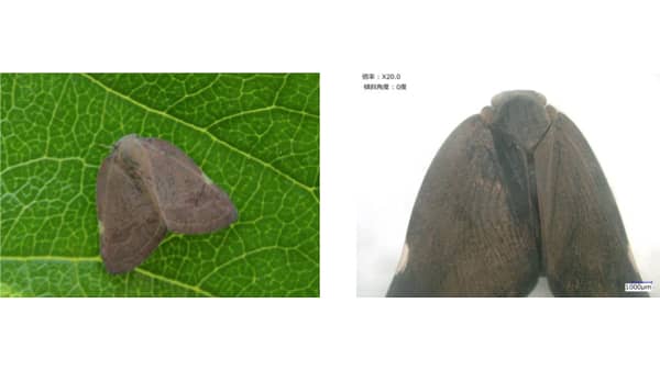 【特殊報】カキ園地でチュウゴクアミガサハゴロモ　県内で初めて確認　奈良県