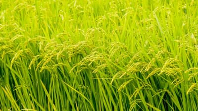 【注意報】7月10日に発令　水稲に斑点米カメムシ類　県内全域で多発のおそれ　新潟県