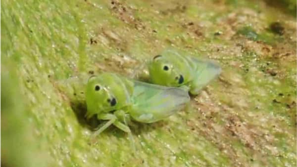 【特殊報】ウメ、モモ、スモモにモモヒメヨコバイ　県内で初めて確認　高知県