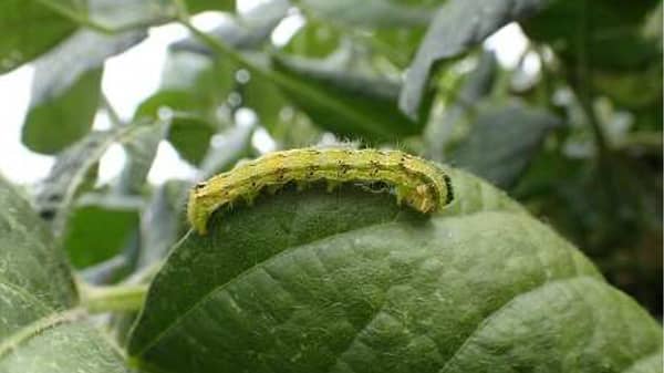 【注意報】ダイズ、野菜類、花き類にオオタバコガ　県内全域で多発のおそれ　埼玉県