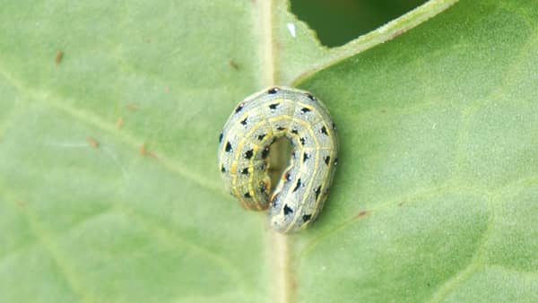 【注意報】ダイズ、野菜類等にハスモンヨトウ　県内全域で多発のおそれ　愛知県