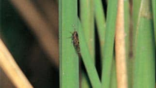 ウンカ対策で県内ＪＡにピラキサルト含有剤を推進　ＪＡ全農えひめ