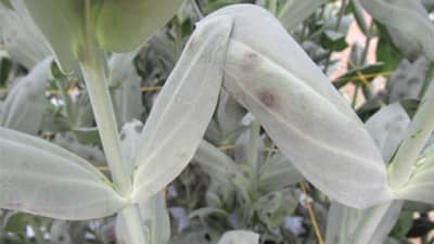 【特殊報】トルコギキョウ斑点病　県内で初確認　新潟県