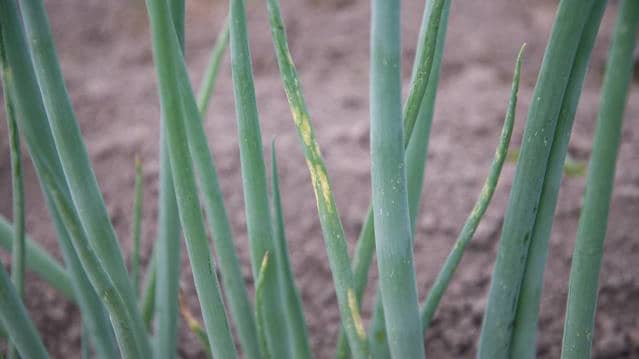 【特殊報】ネギとトルコギキョウに「アイリス黄斑ウイルス」県内初の発生を確認　滋賀県